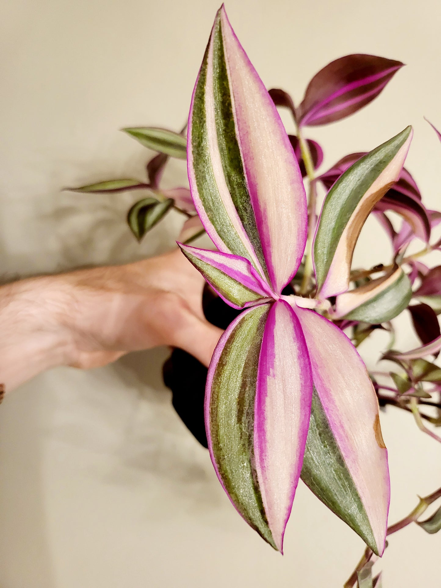 Tradescantia Quadricolor 4"