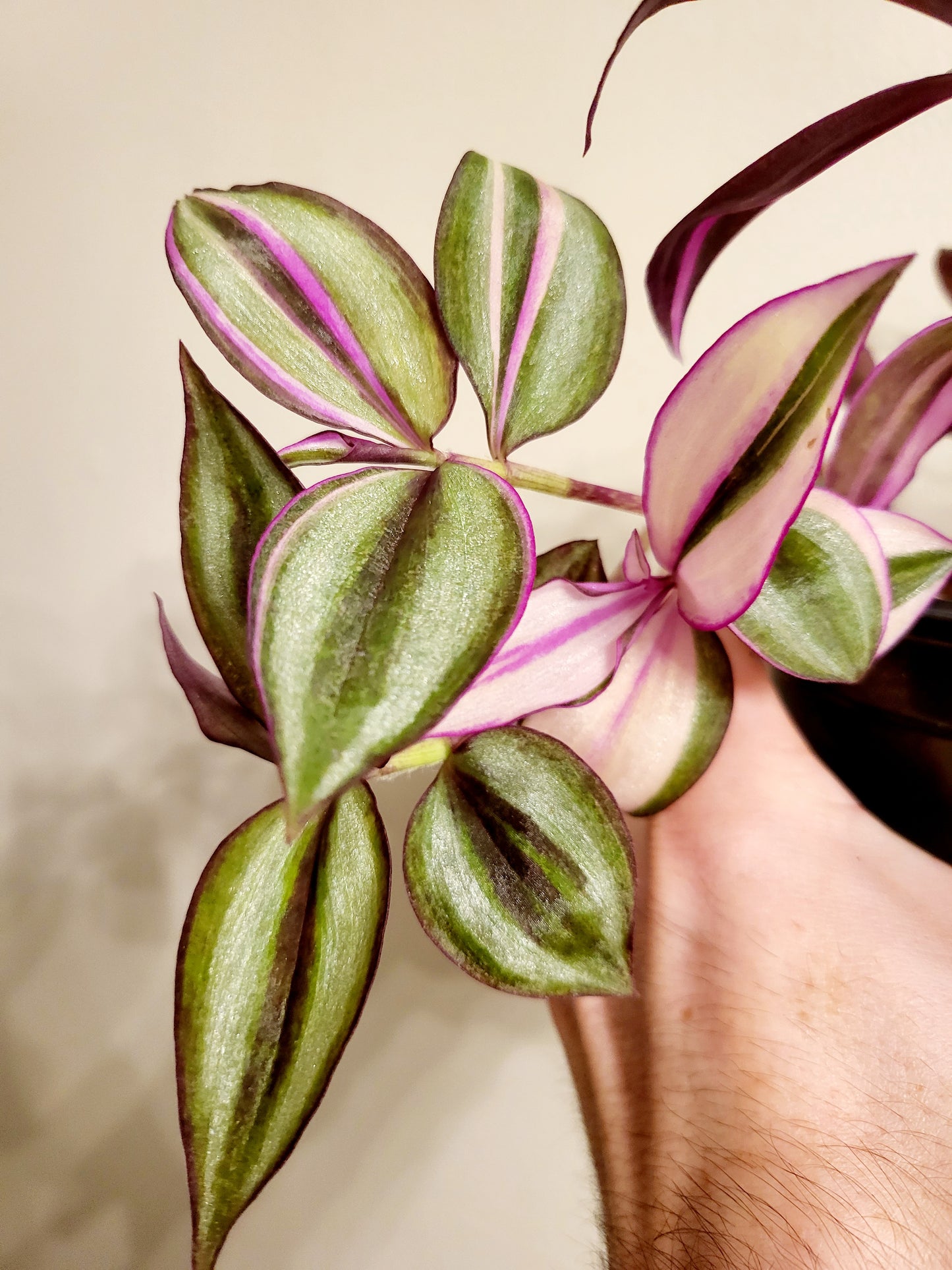 Tradescantia Quadricolor 4"