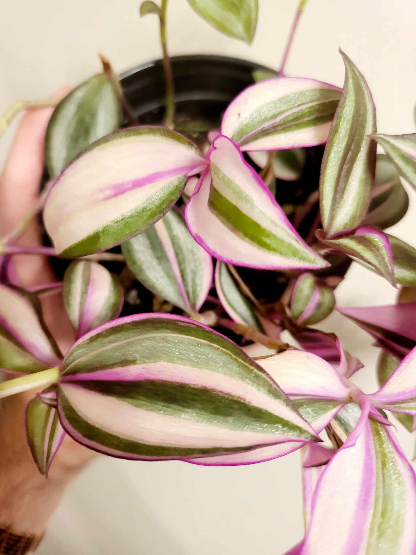 Tradescantia Quadricolor 4"