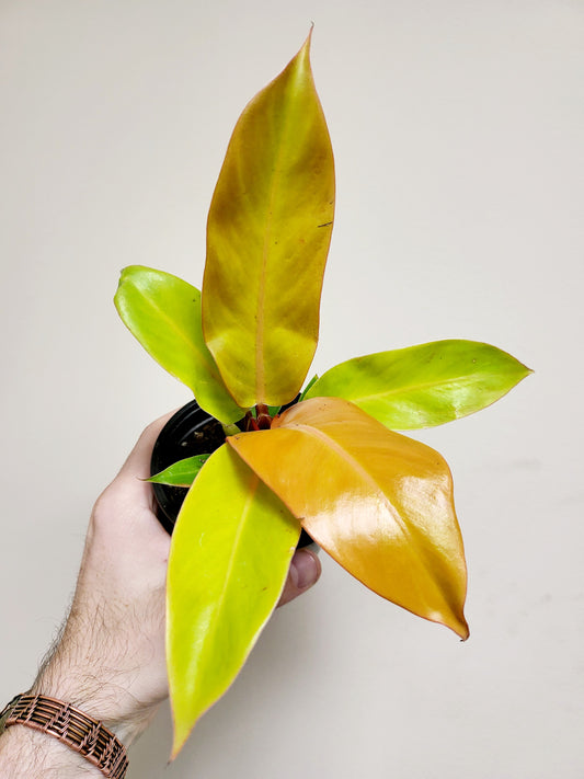 Philodendron 'Prince of Orange' 4"
