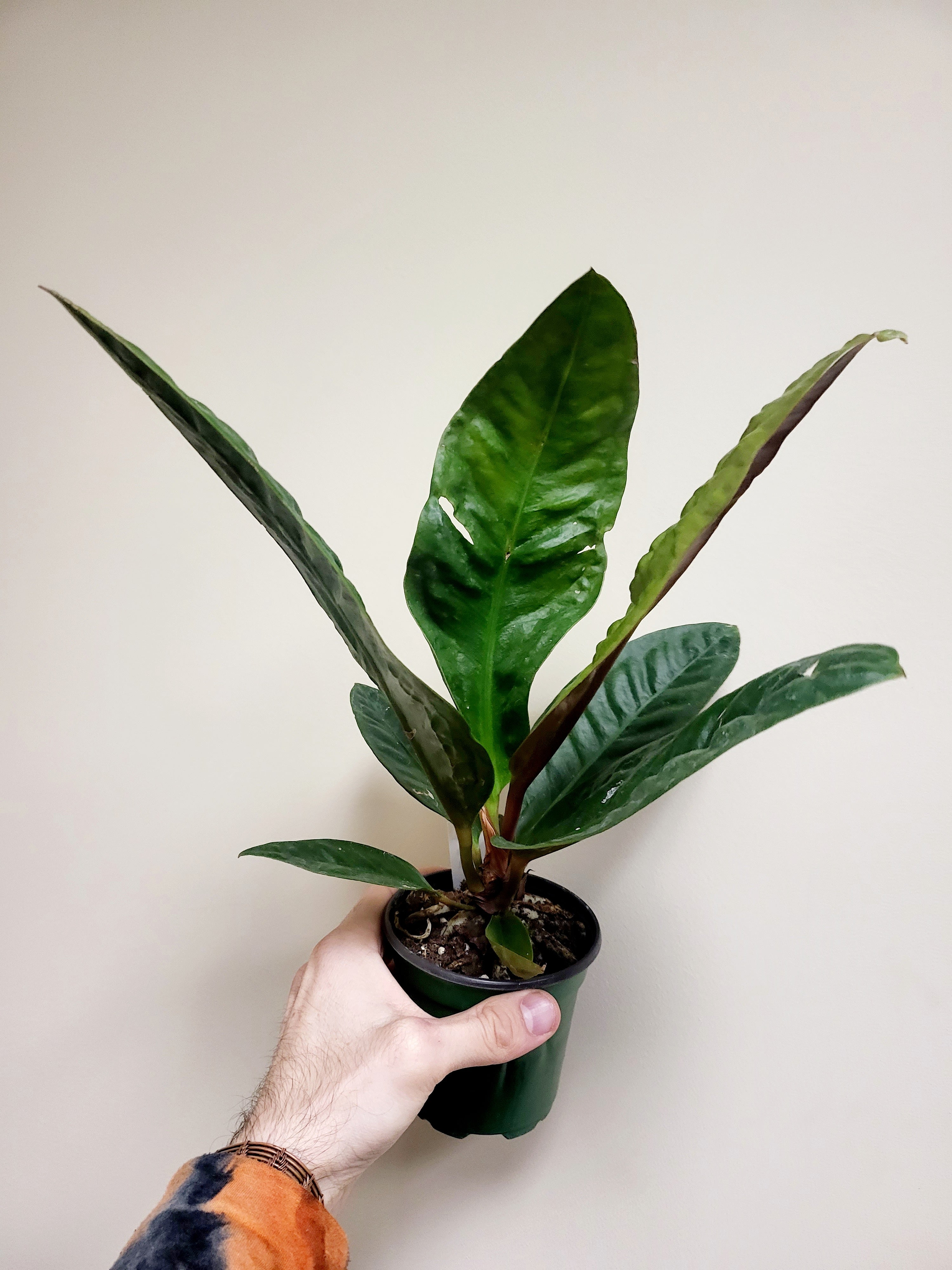 anthurium superbum mature Anthurium Superbum 4" – Quartz Botanicals