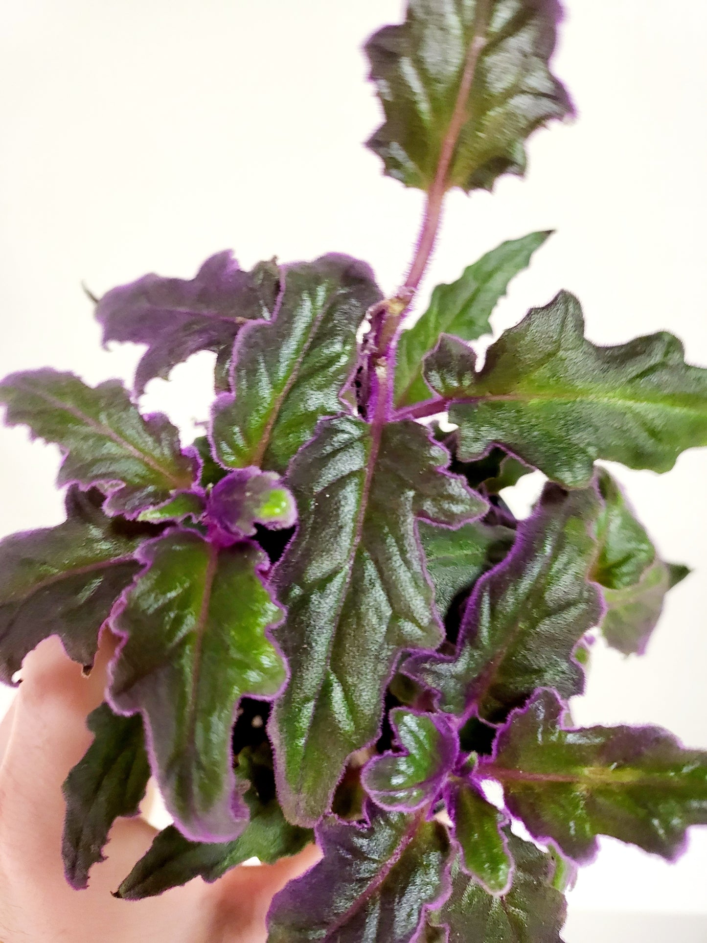 Gynura aurantiaca 'Purple Passion' 4”