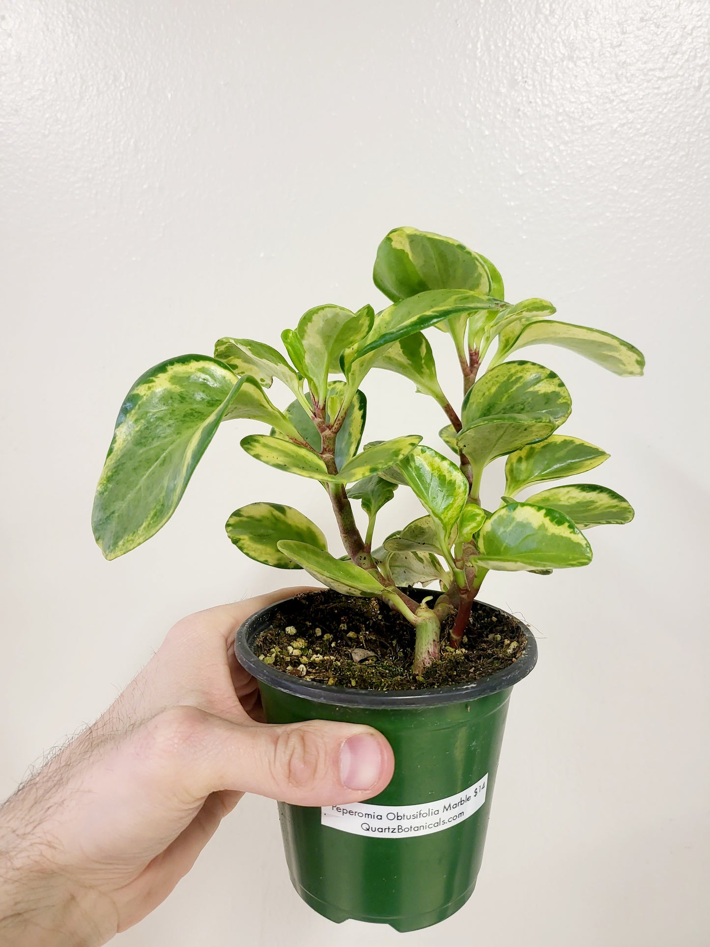 Peperomia obtusifolia 'Golden Gate' 4”