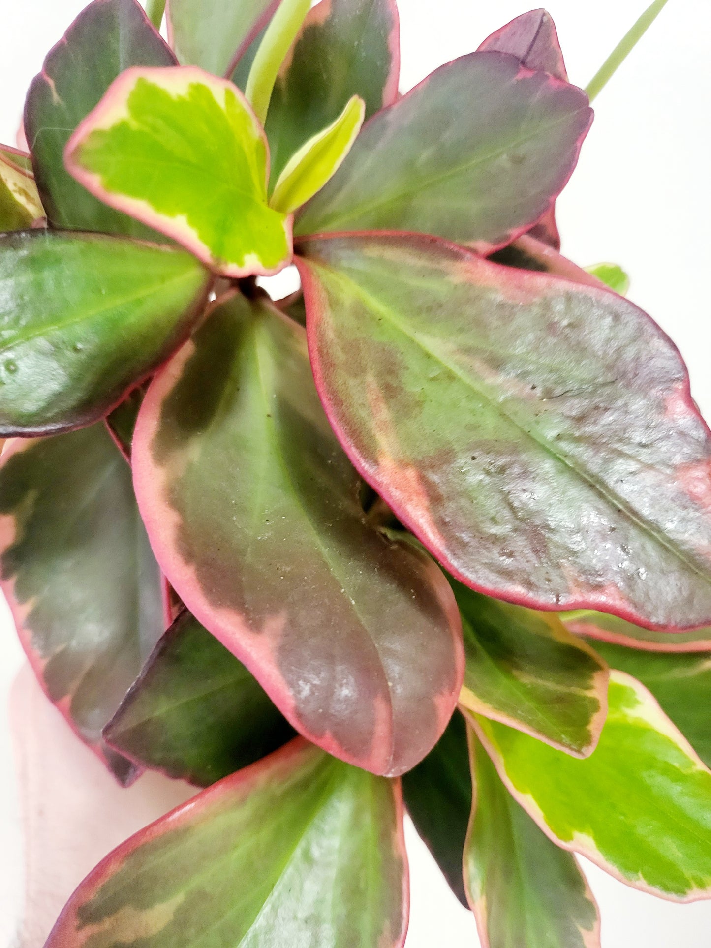 Peperomia Clusiifolia Ginny 4”