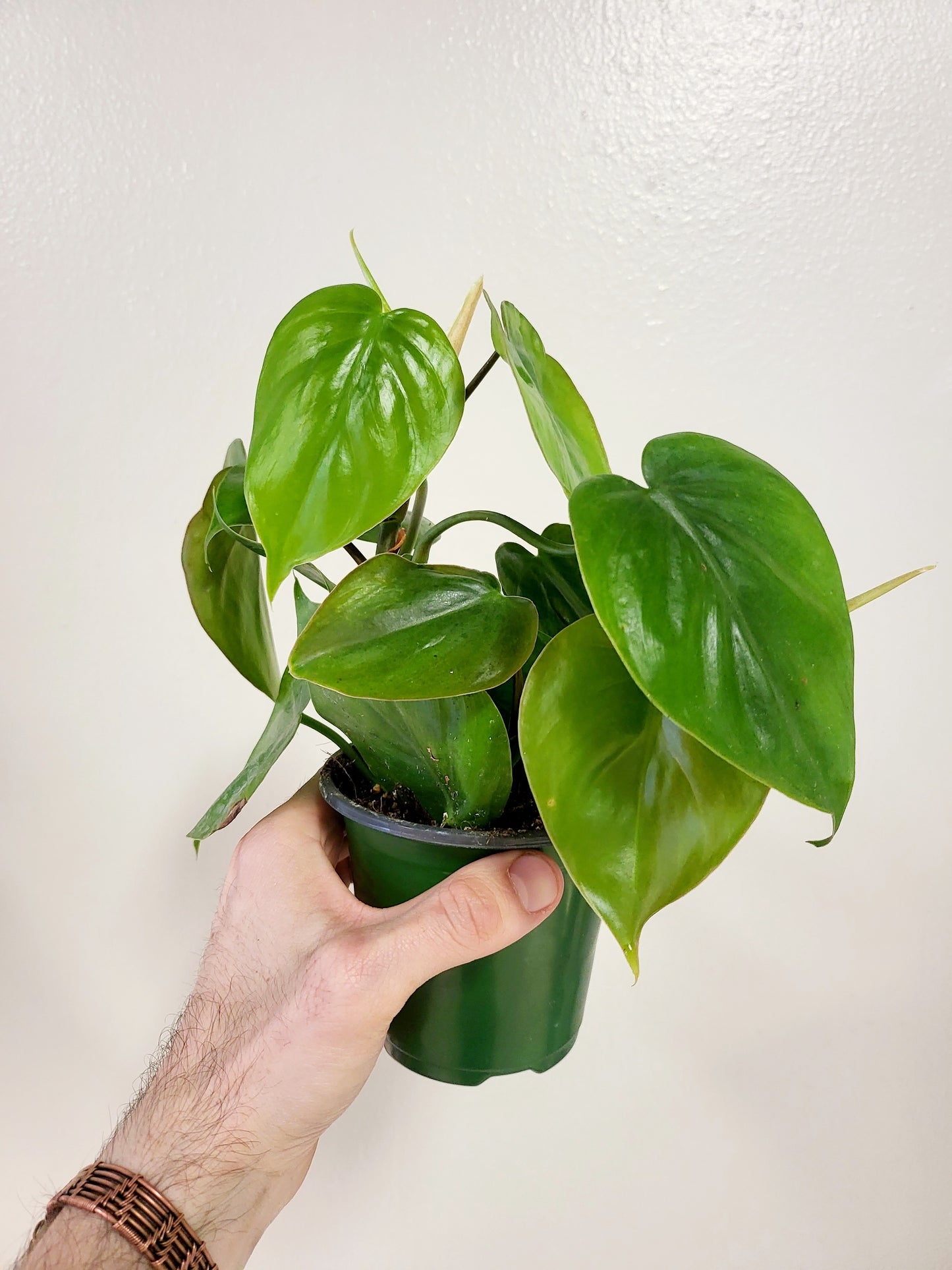 Philodendron Hederaceum Heart Leaf 4”