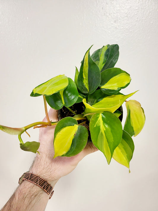 Philodendron hederaceum 'Brasil' 4”