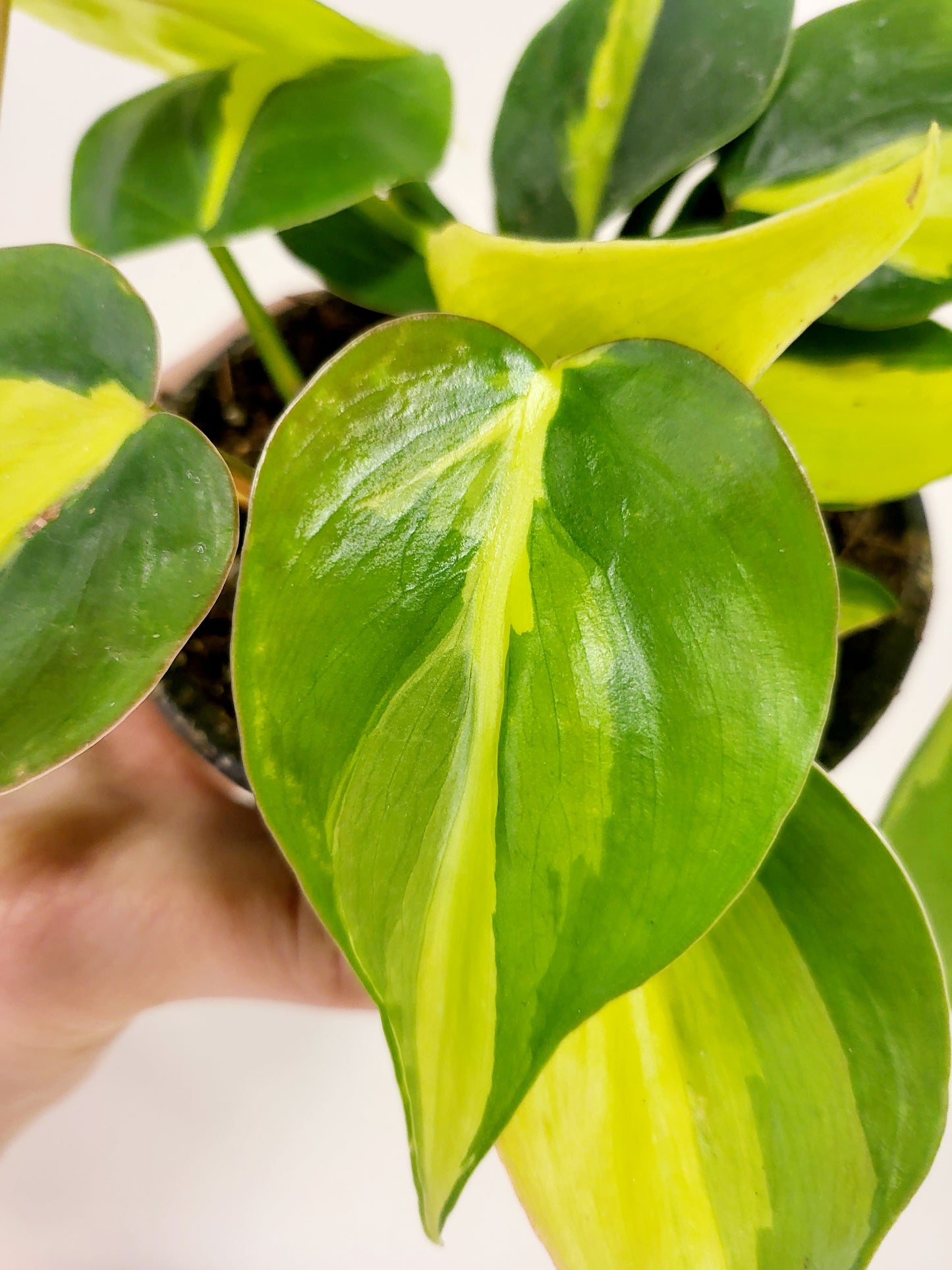 Philodendron hederaceum 'Brasil' 4”