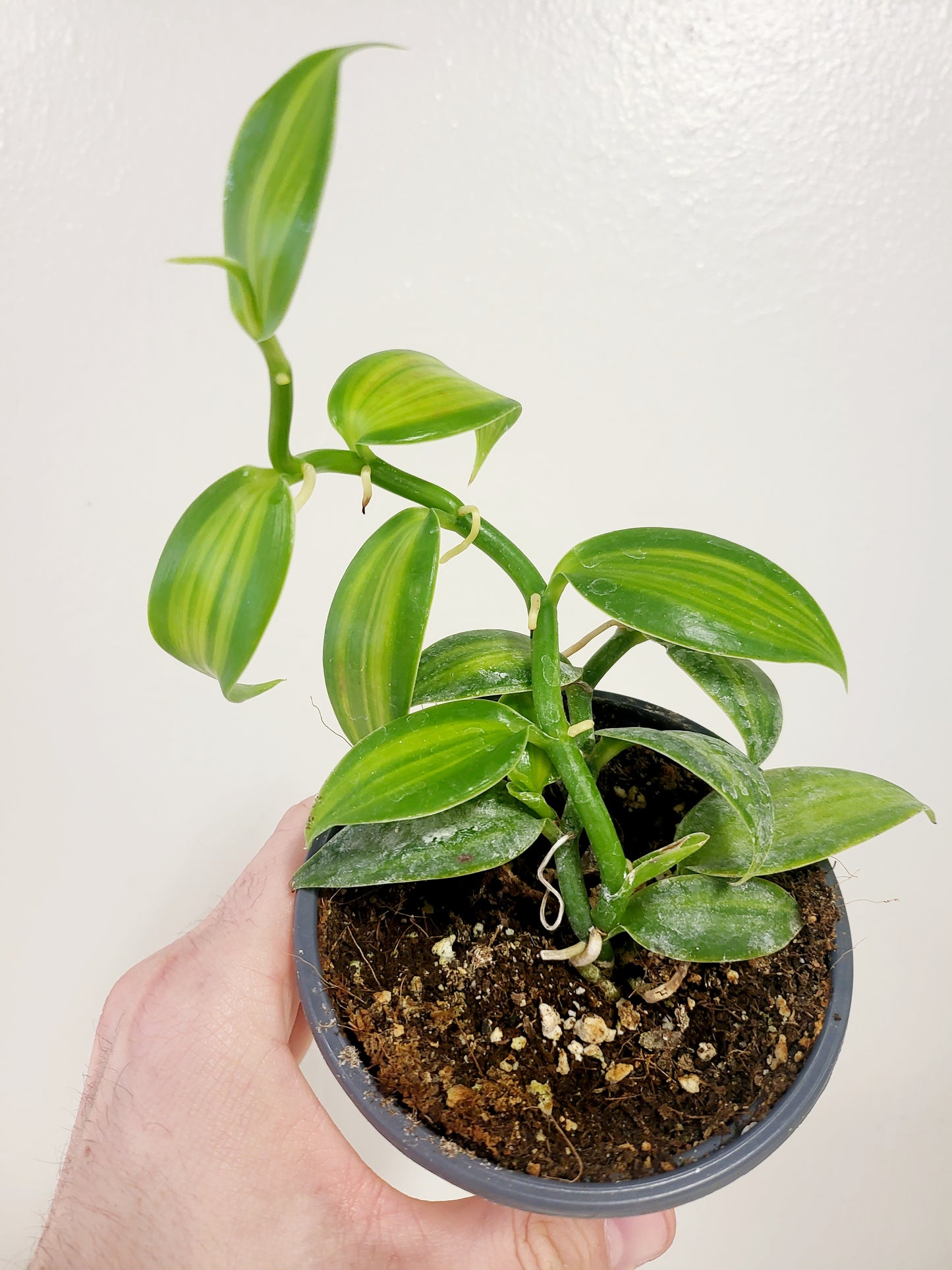Vanilla planifolia 'Aurea' Variegated Vanilla Bean Orchid 4”