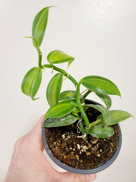 Vanilla planifolia 'Aurea' Variegated Vanilla Bean Orchid 4”