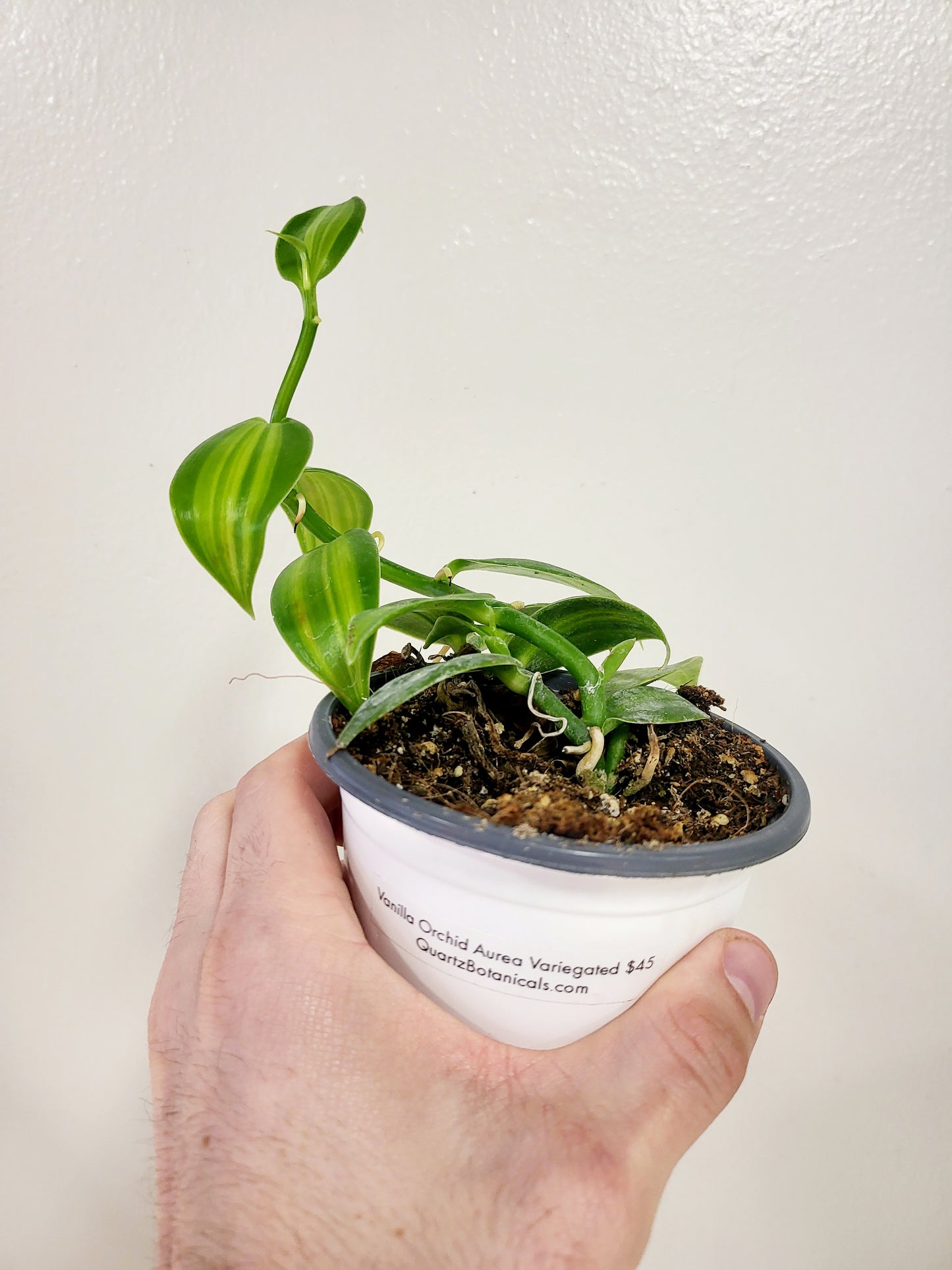 Vanilla planifolia 'Aurea' Variegated Vanilla Bean Orchid 4”