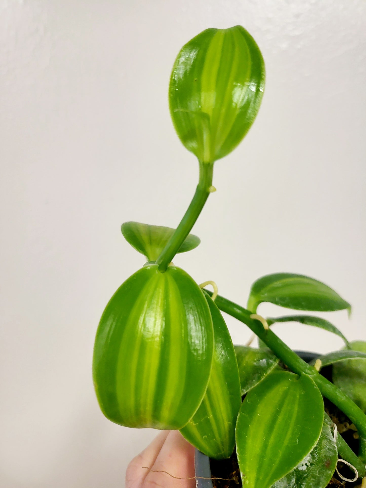Vanilla planifolia 'Aurea' Variegated Vanilla Bean Orchid 4”