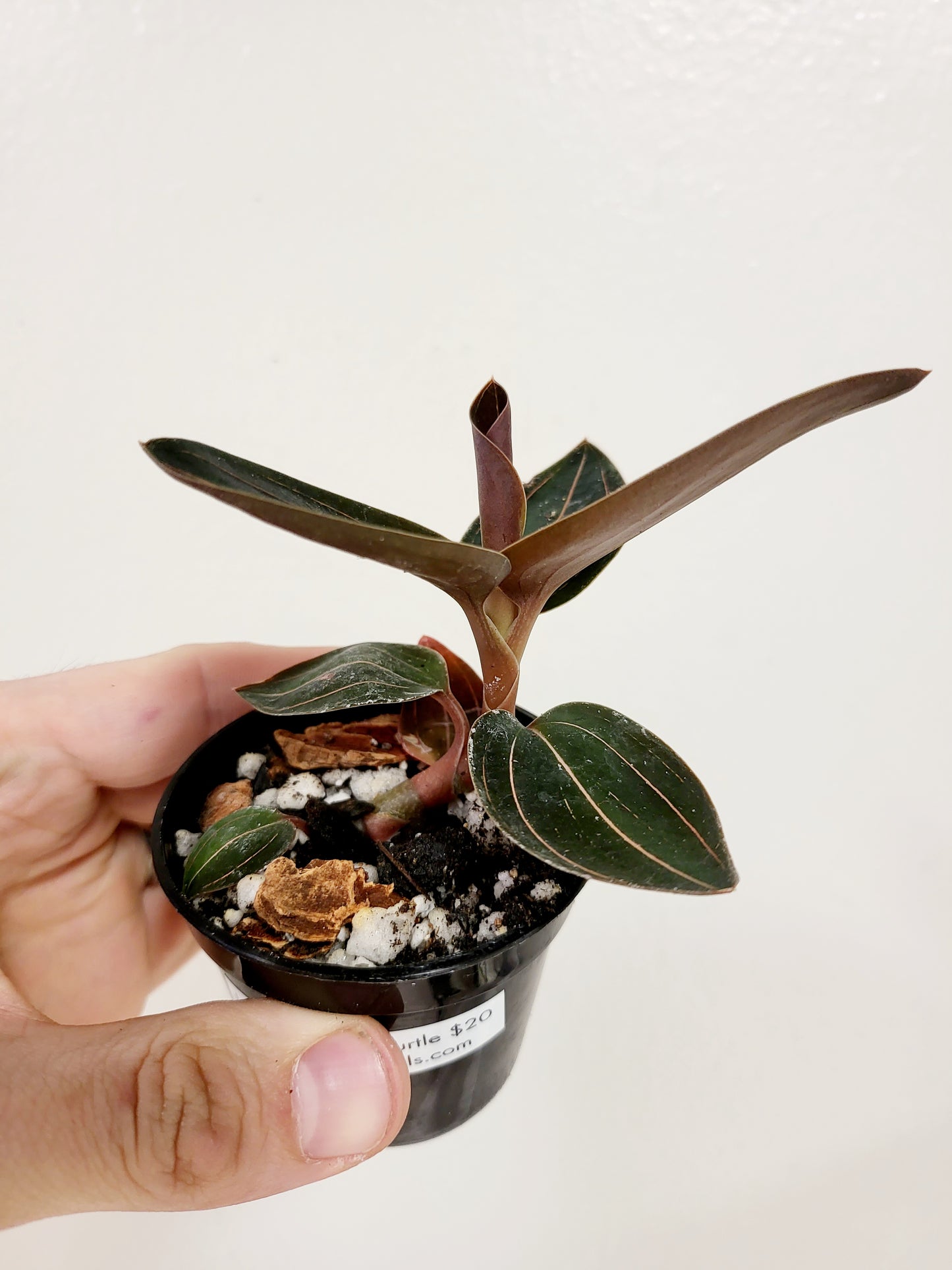Ludochilus Sea Turtle Jewel Orchid 3”