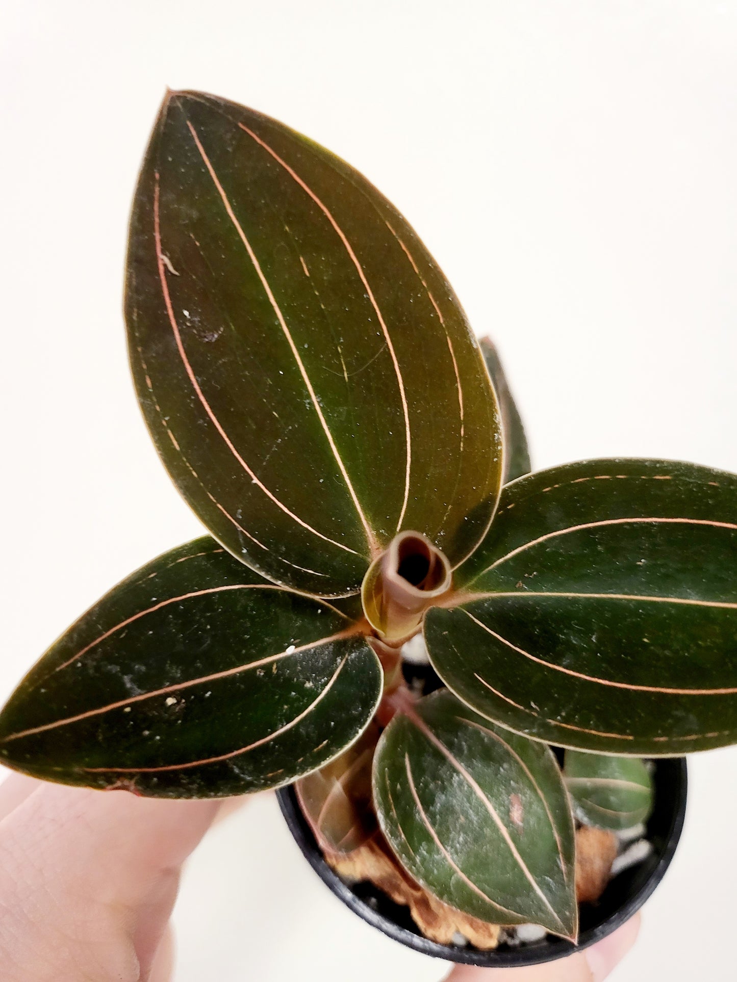 Ludochilus Sea Turtle Jewel Orchid 3”