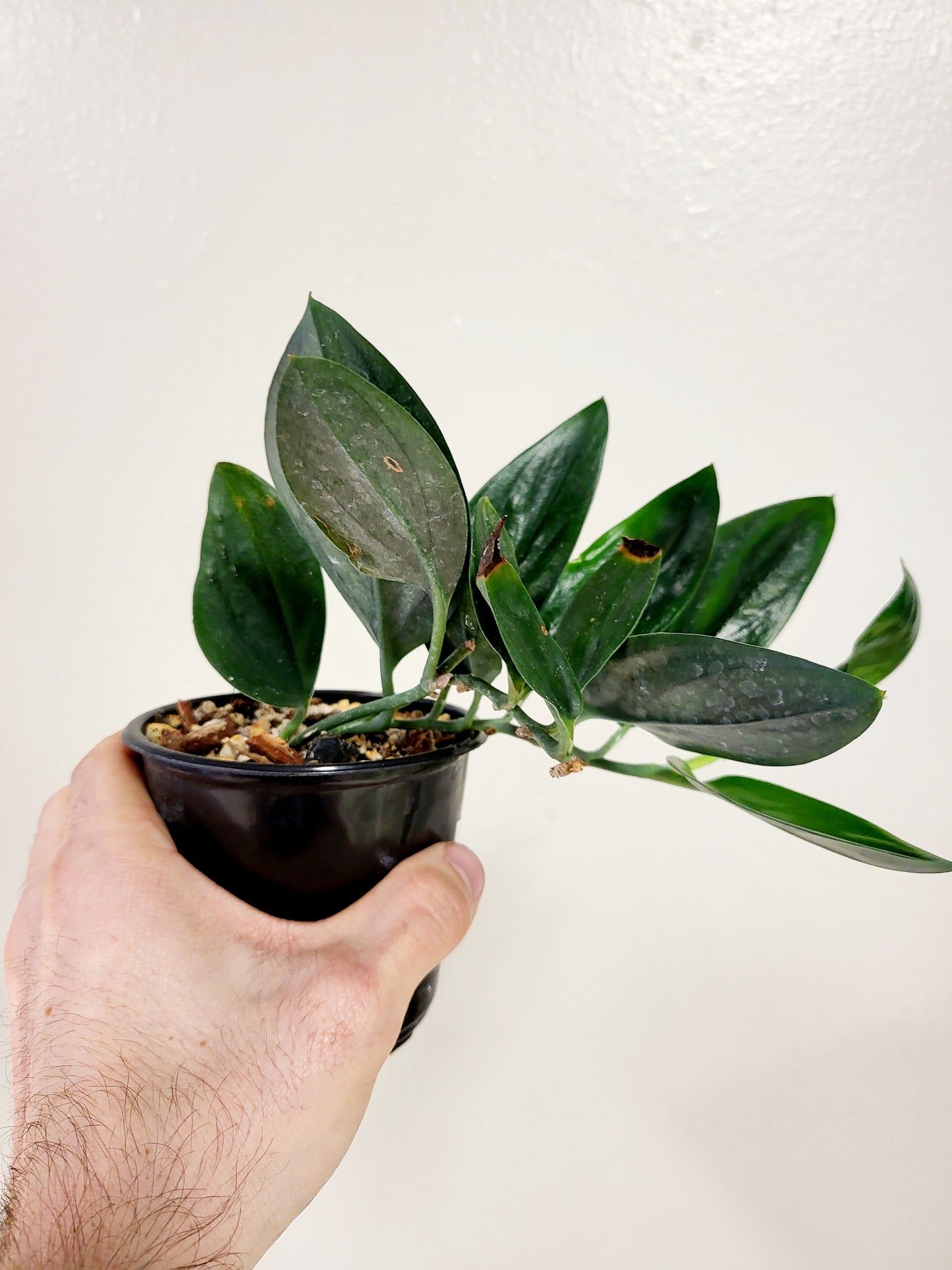 Scindapsus Treubii Dark Form 4”