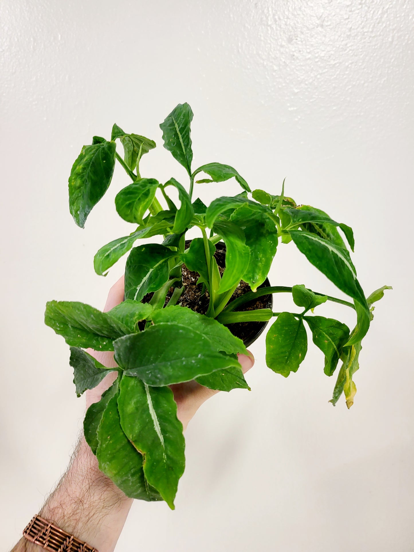 Syngonium Wendlandii 4”