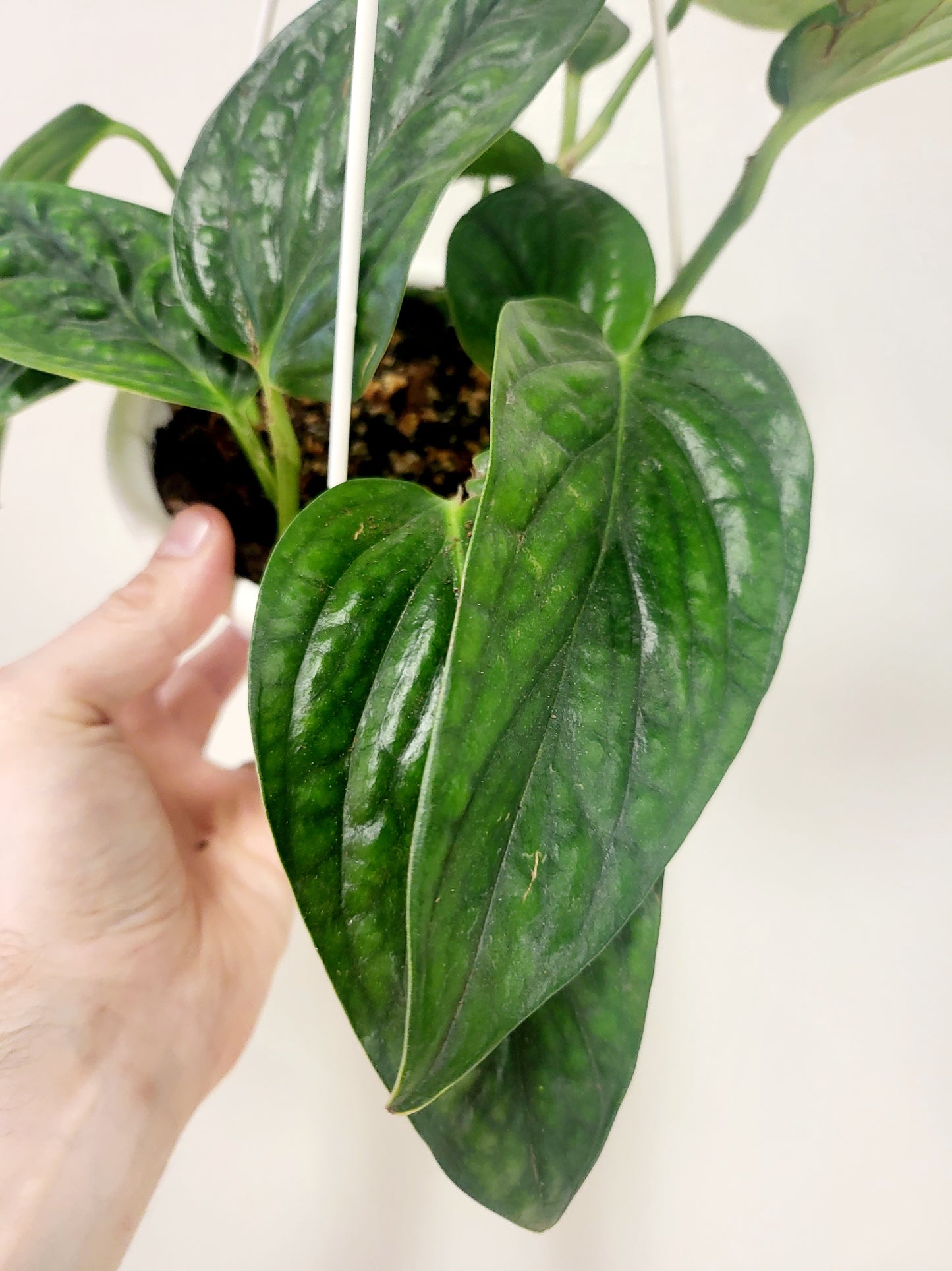 Monstera Karstenianum 6” HB