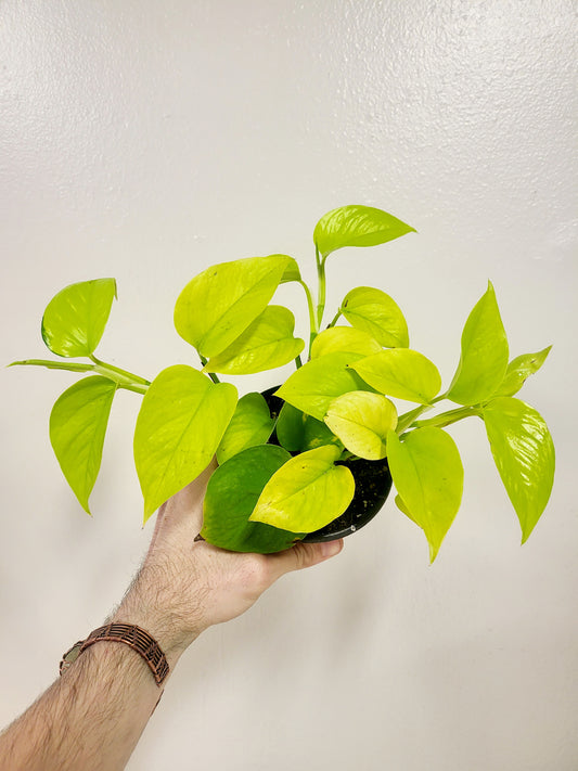 Epipremnum aureum 'Neon' Pothos 4”