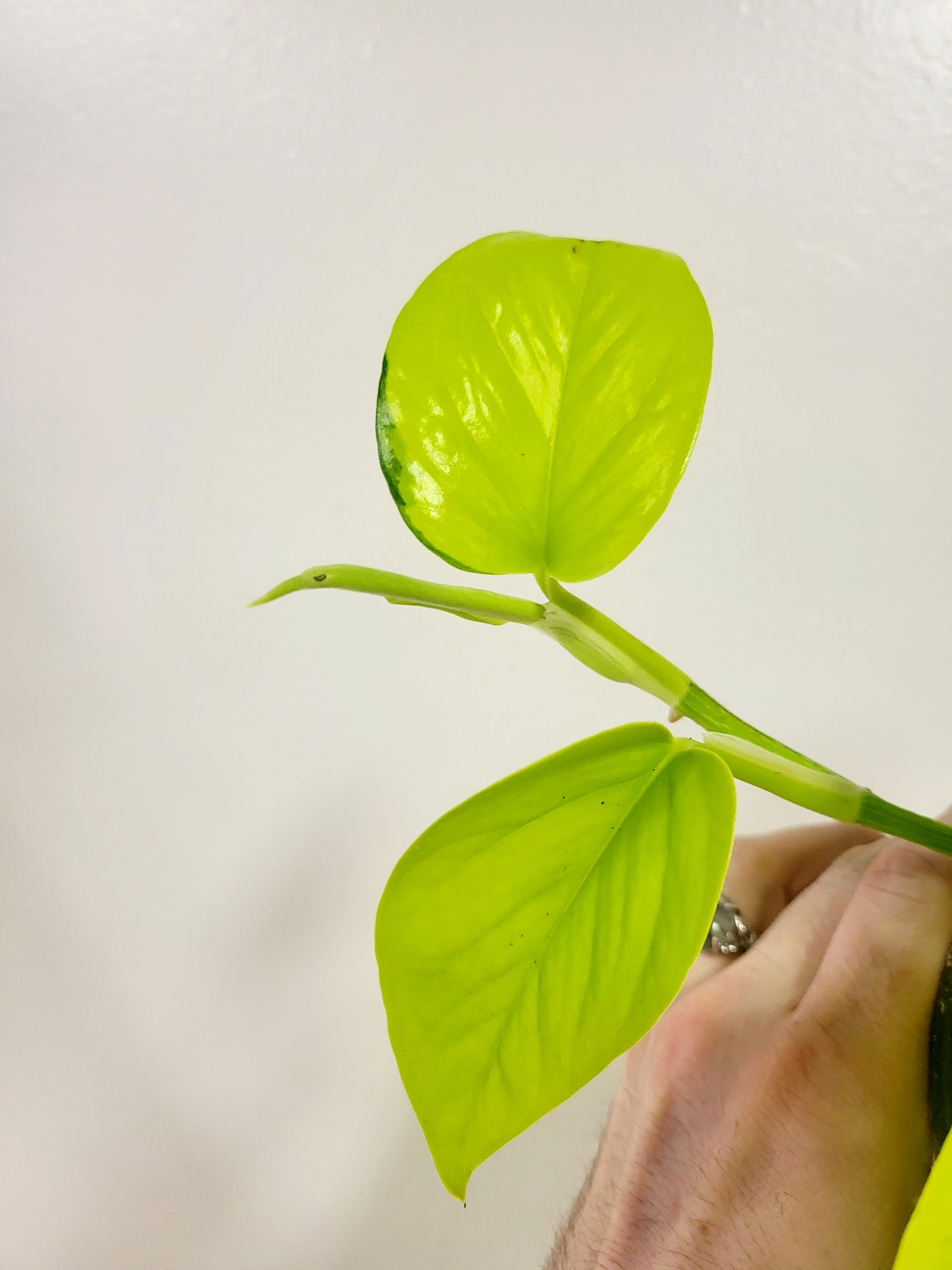 Epipremnum aureum 'Neon' Pothos 4”