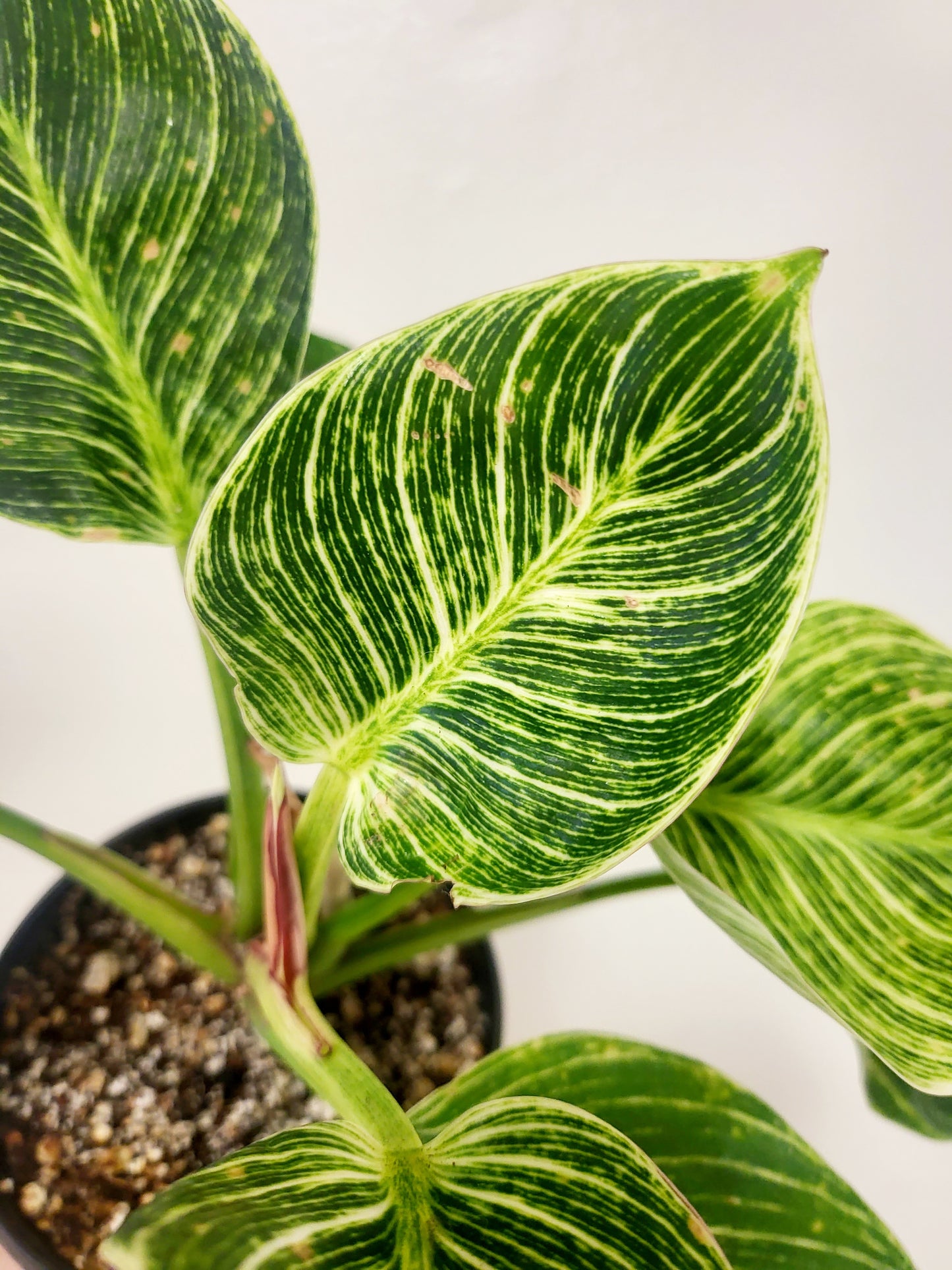 Philodendron 'Birkin' 4"