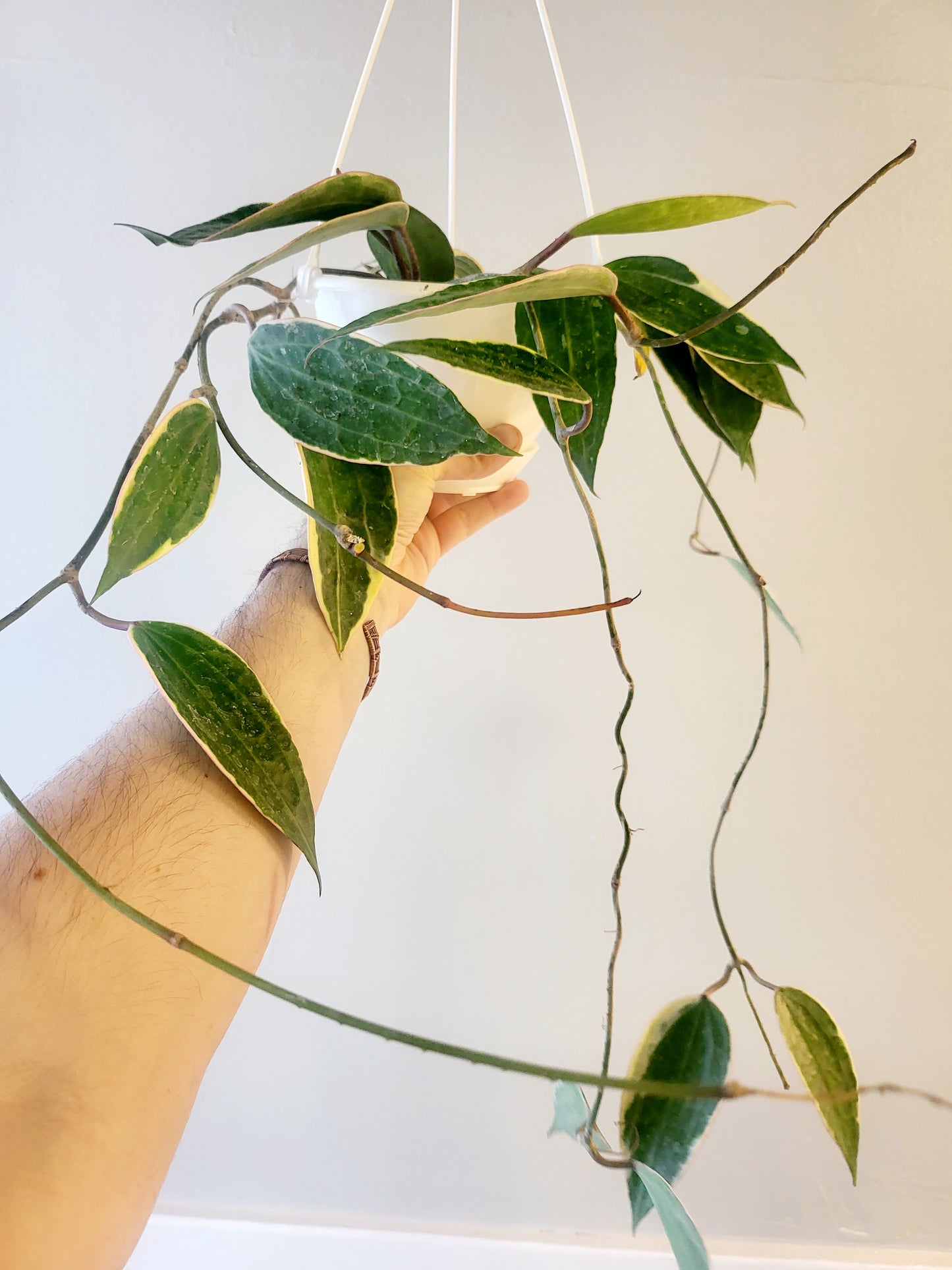 Hoya Latifolia Albomarginata 6" HB