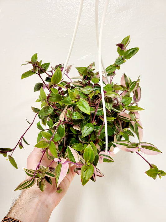 Tradescantia mundula 'Tricolor' "Lisa" 6" HB