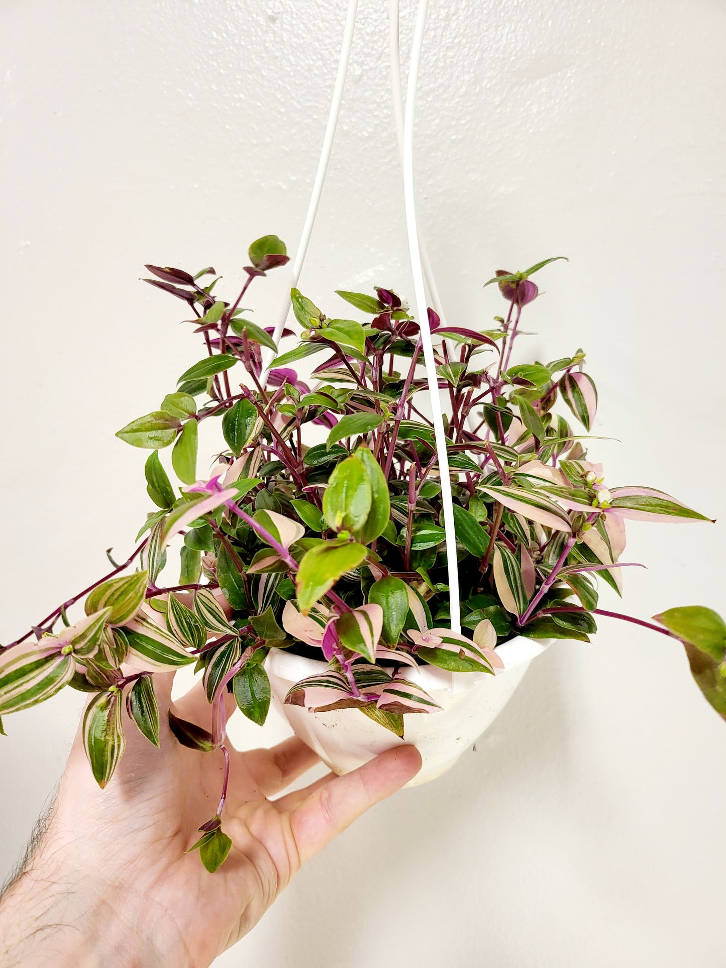 Tradescantia mundula 'Tricolor' "Lisa" 6" HB