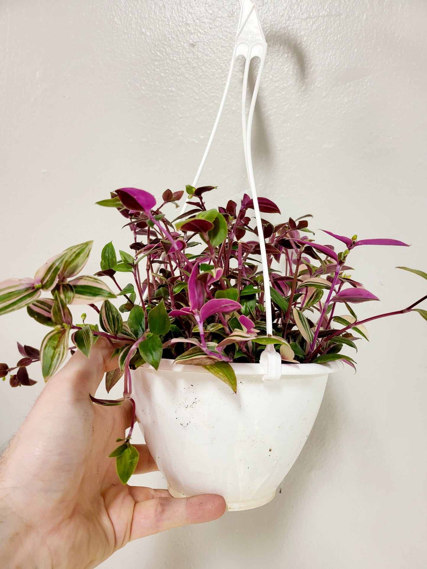 Tradescantia mundula 'Tricolor' "Lisa" 6" HB