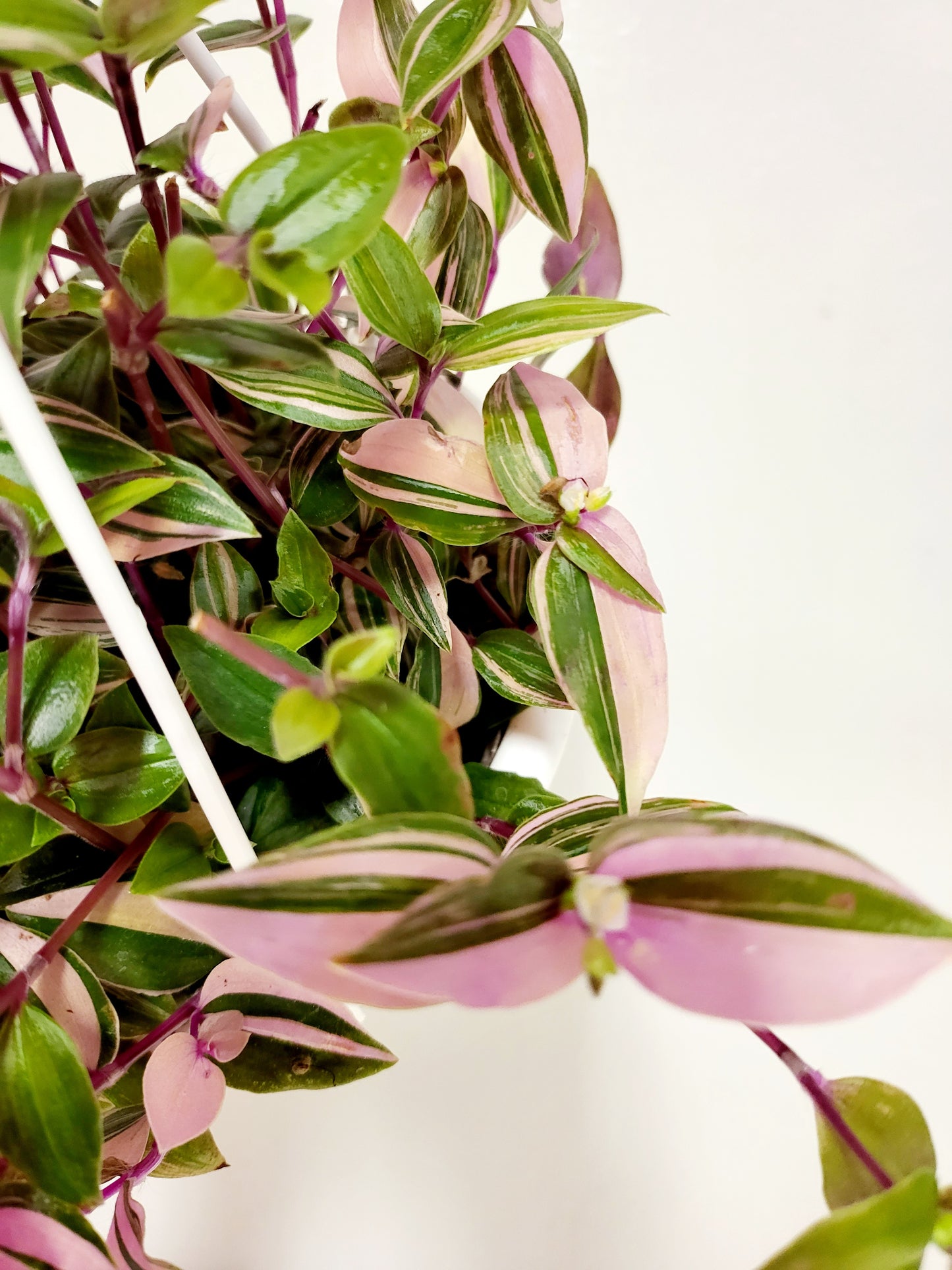 Tradescantia mundula 'Tricolor' "Lisa" 6" HB