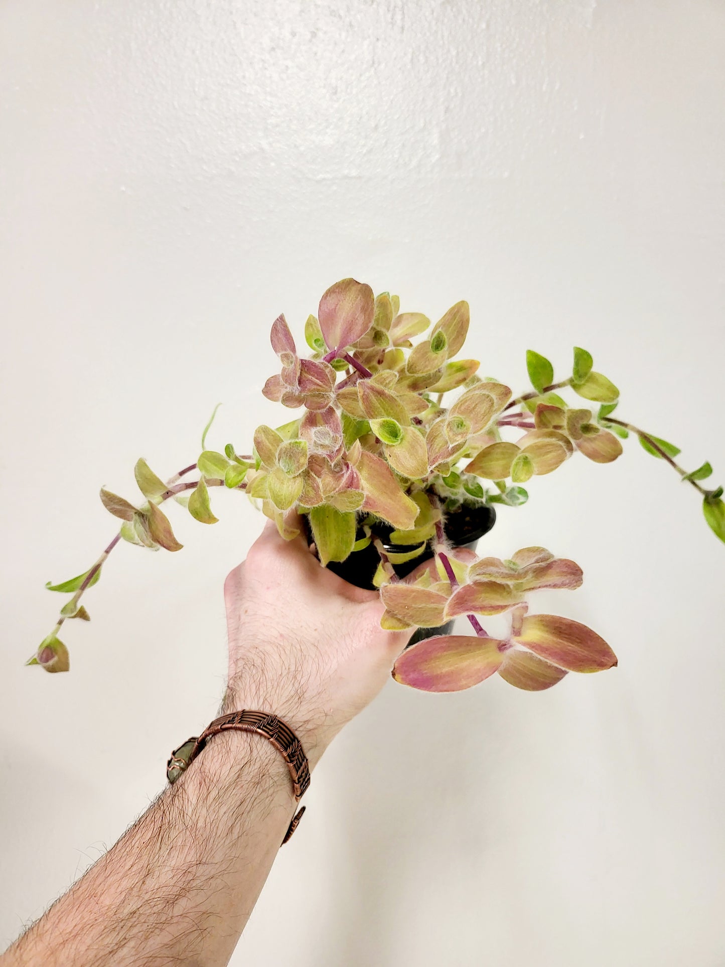 Tradescantia White Velvet 4"