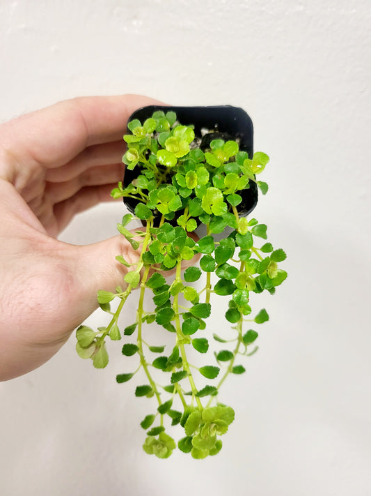 Pilea depressa 'Baby Tears' 2"