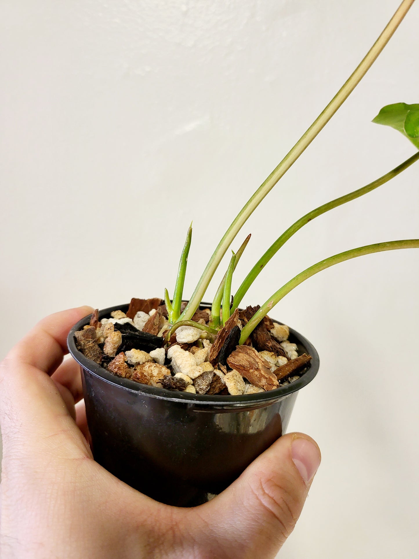 Philodendron Burle Marx Variegated 4"