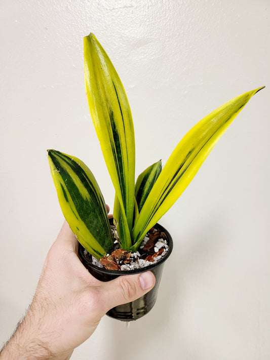 Sansevieria Gold Flame 4"