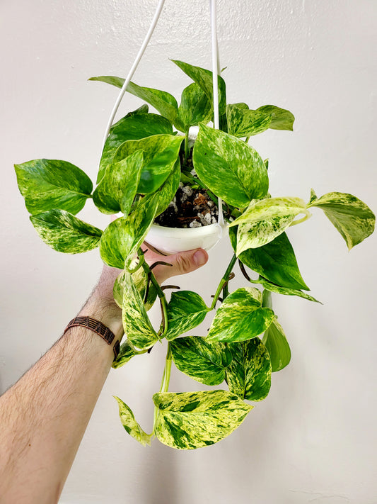 Epipremnum aureum 'Marble Queen' 6" HB (Pothos)