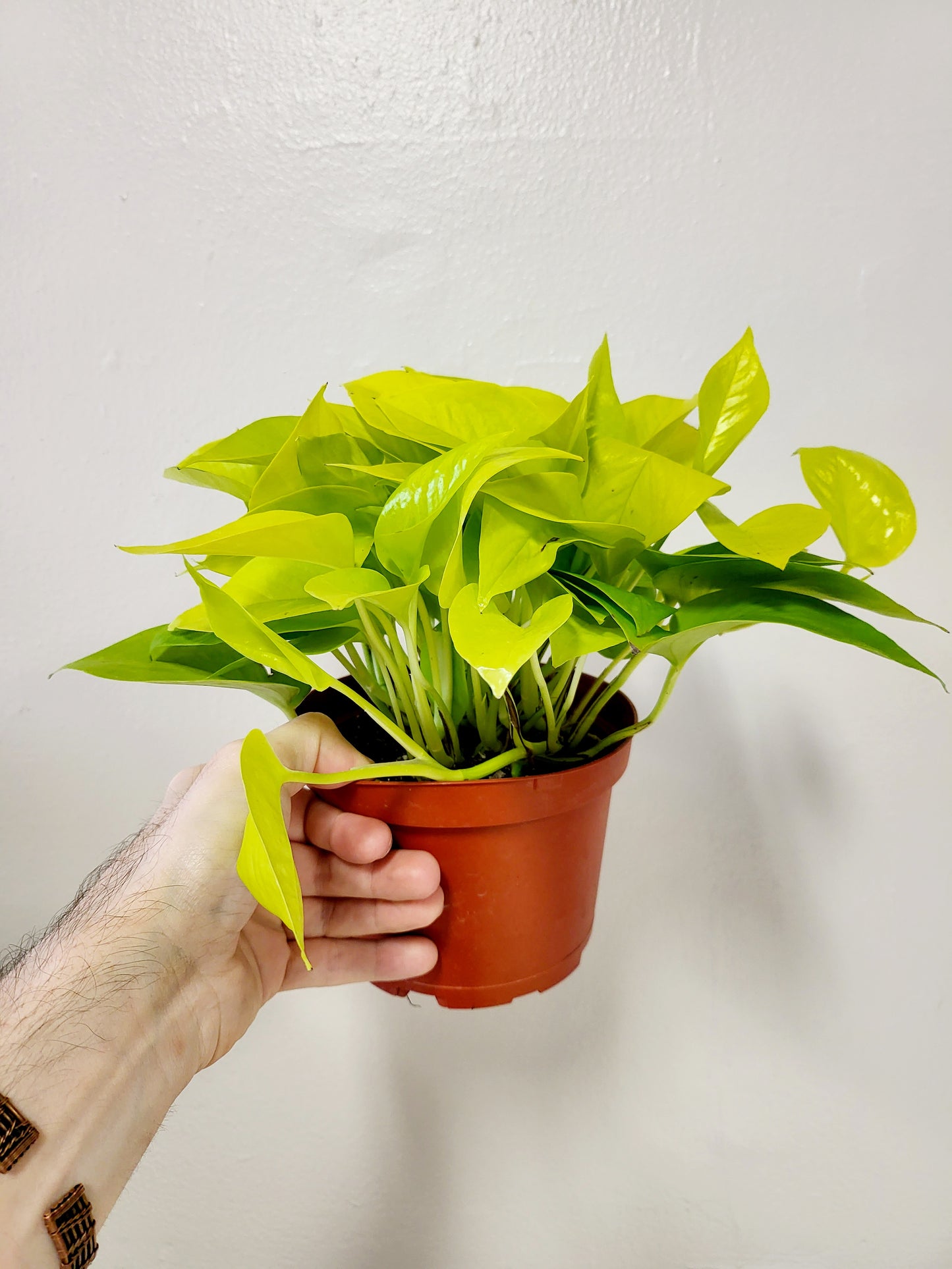 Epipremnum Aureum Neon Pothos 6”