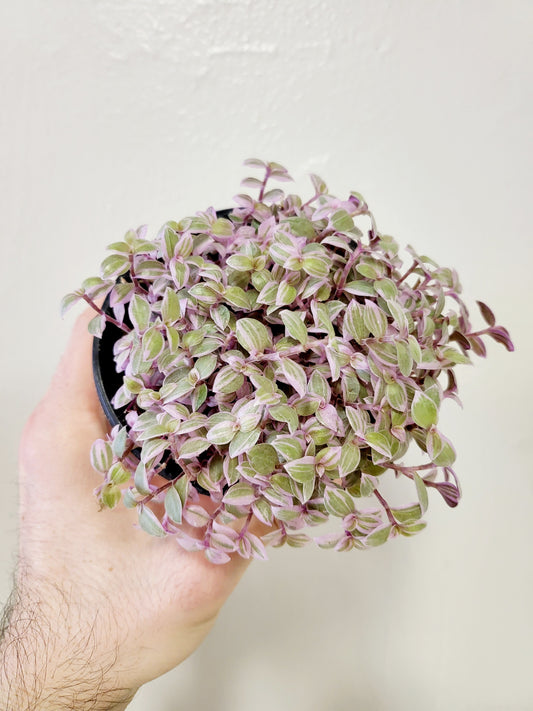 Callisia repens 'Rosato' "Pink Panther" 4"