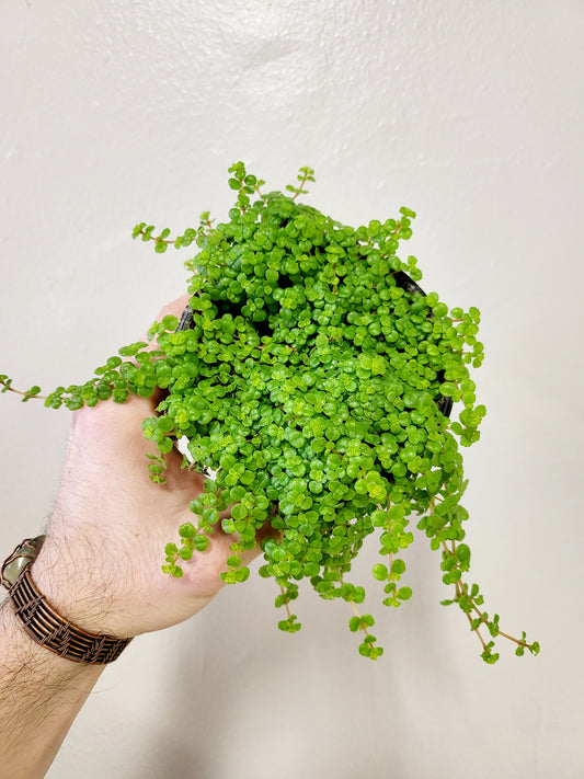 Pilea depressa 'Tiny Tears' 4”