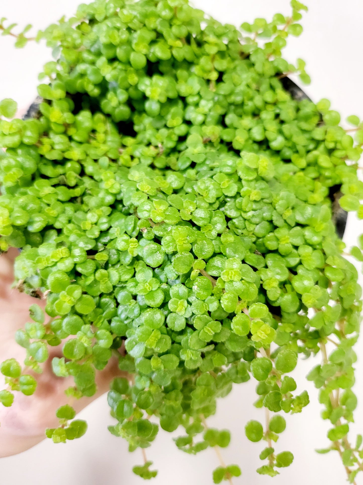 Pilea depressa 'Tiny Tears' 4”