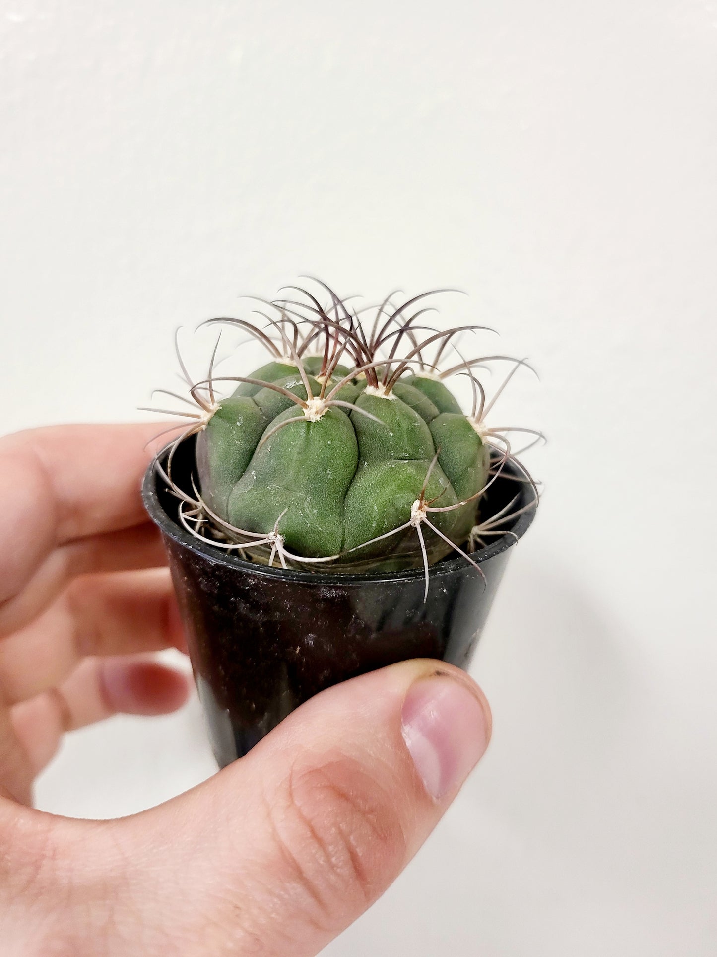 Gymnocalycium pflanzii "Chin Cactus" 2.5”