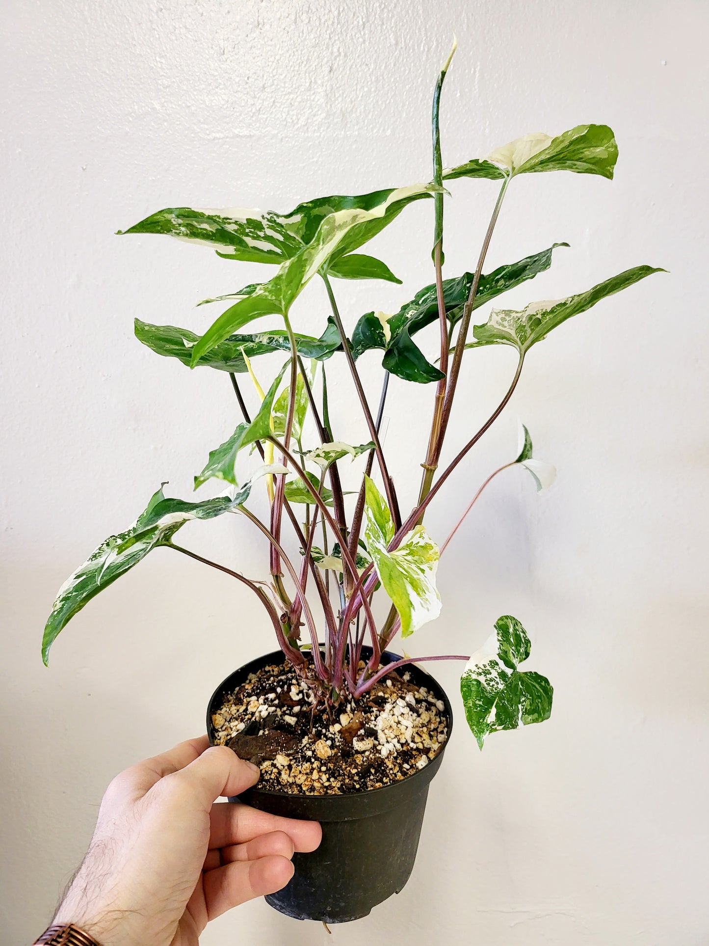 Syngonium Albo Variegated 6"