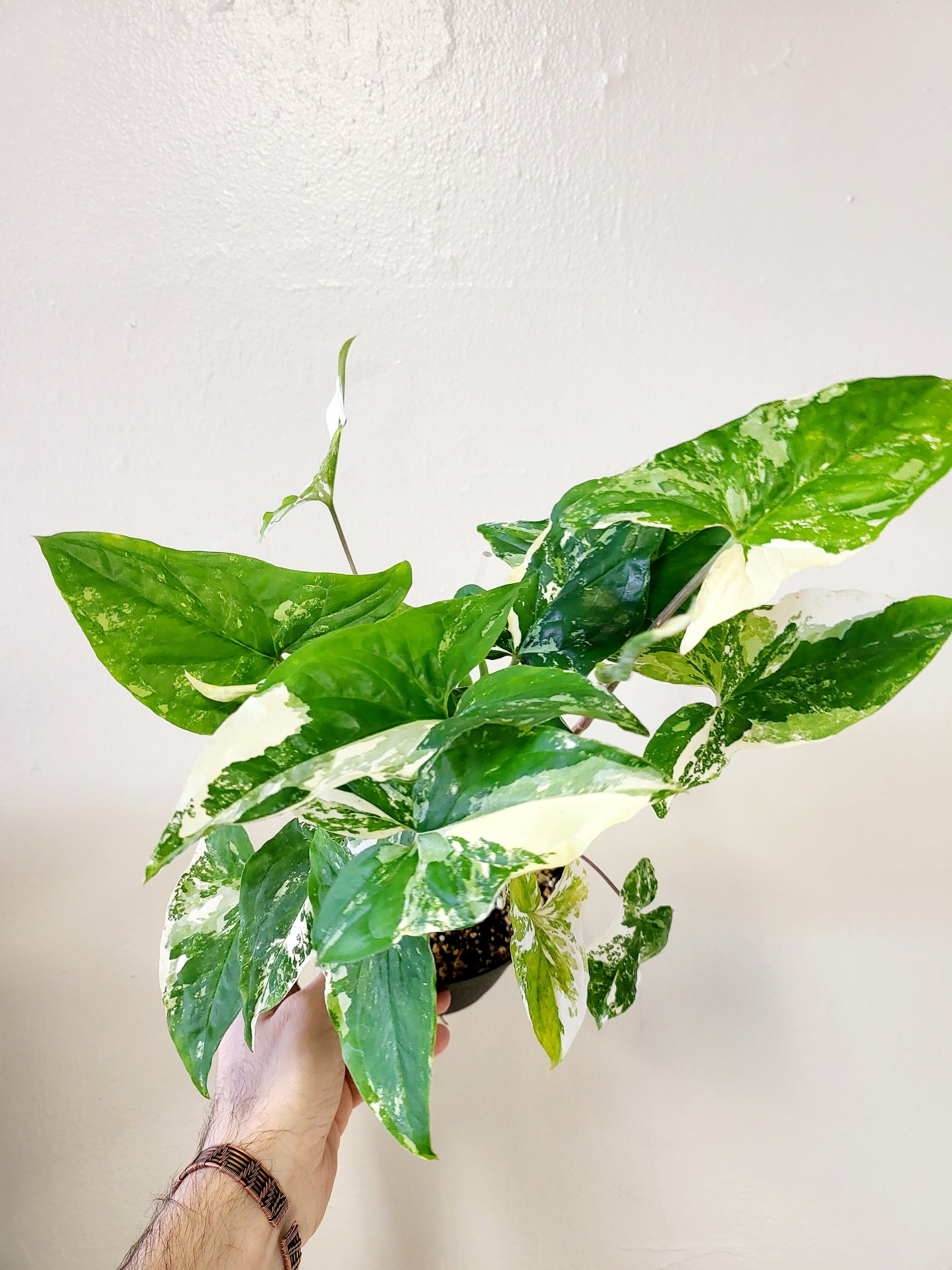 Syngonium Albo Variegated 6"