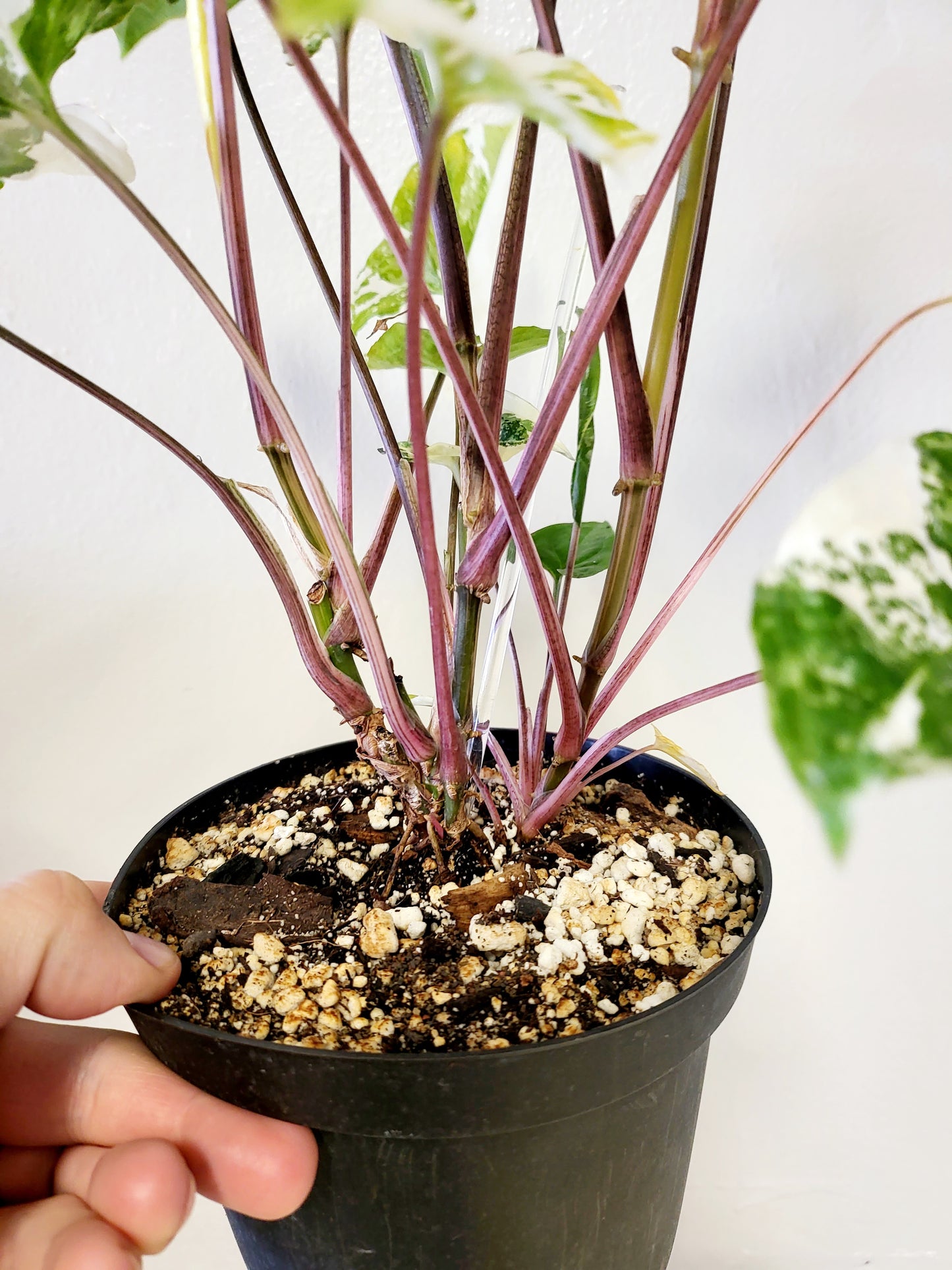 Syngonium Albo Variegated 6"