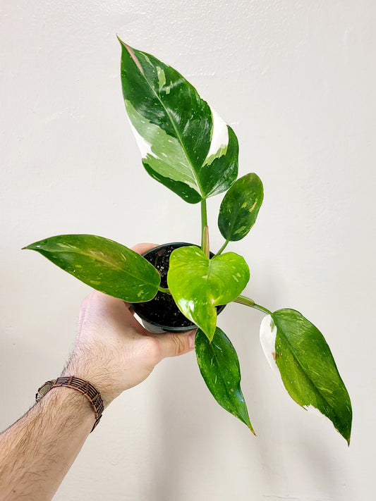 Philodendron 'White Princess' 4"