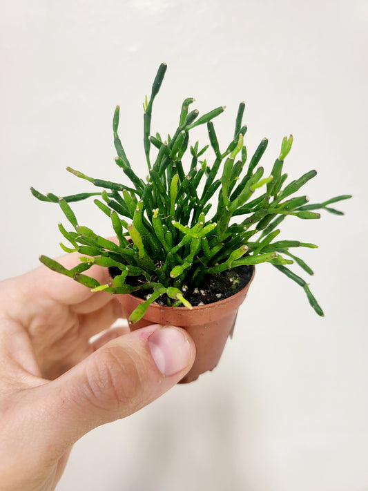 Rhipsalis 2" (Asstd.)
