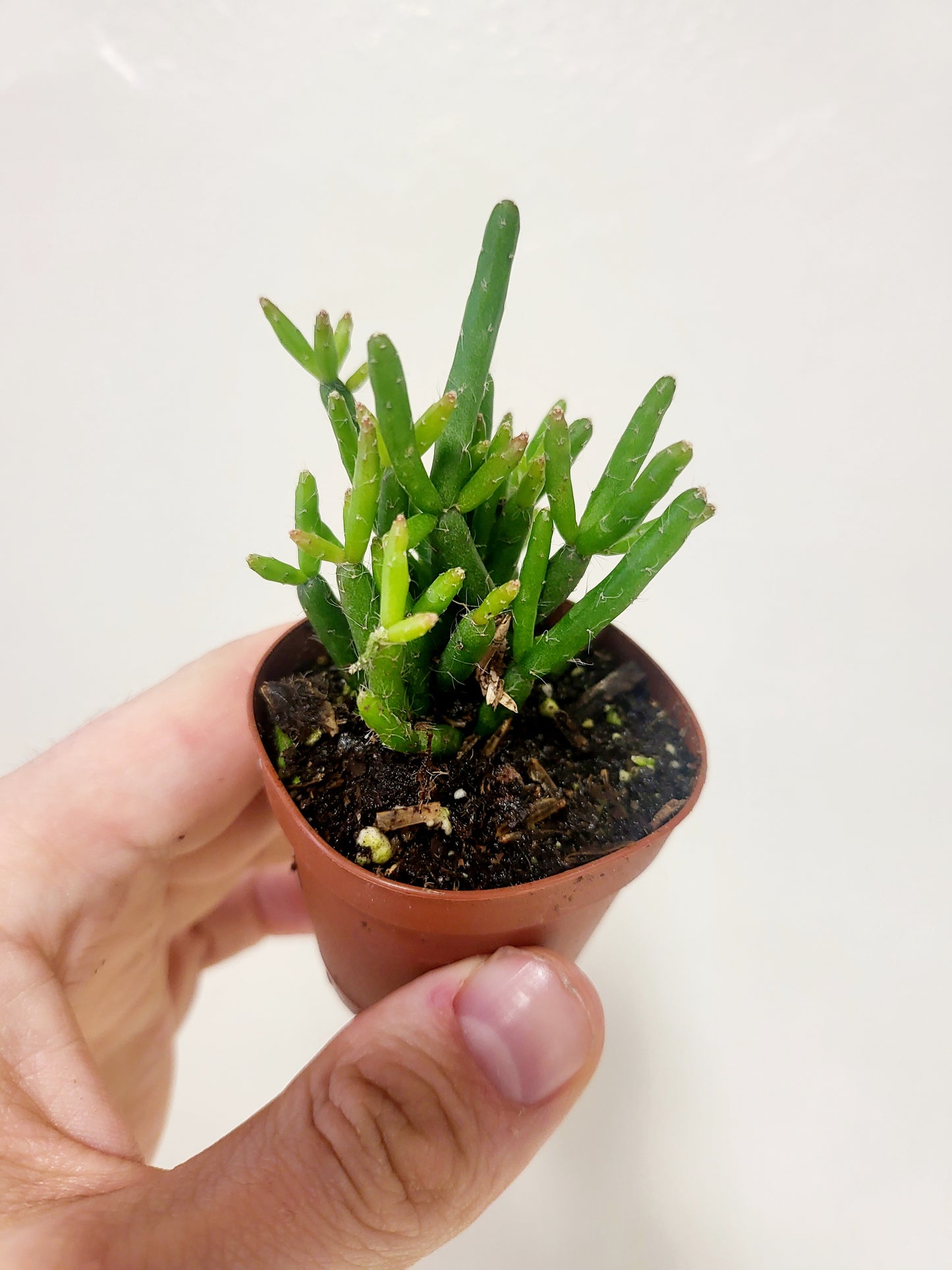 Rhipsalis 2" (Asstd.)