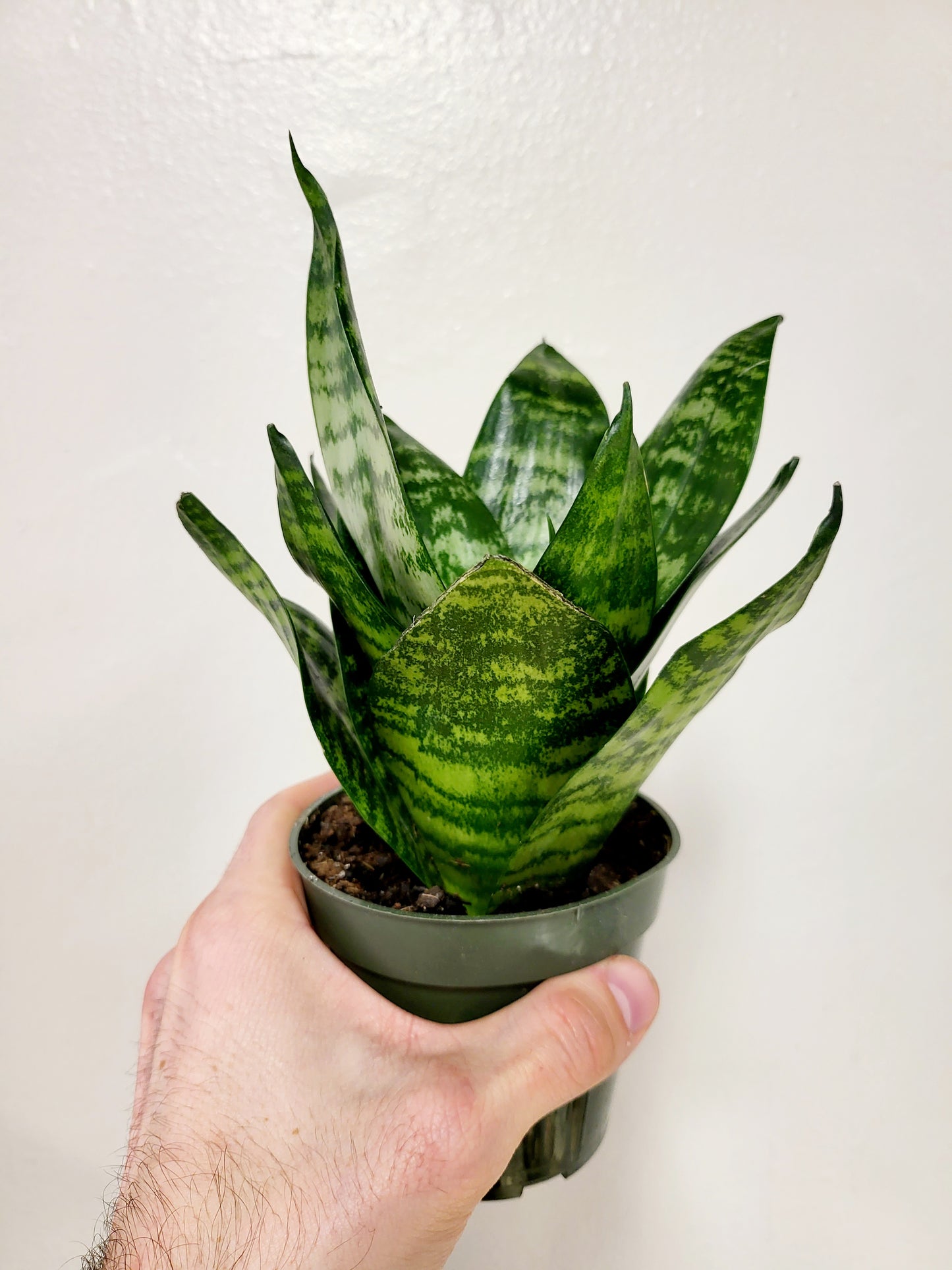 Sansevieria 'Forest Star' 4"