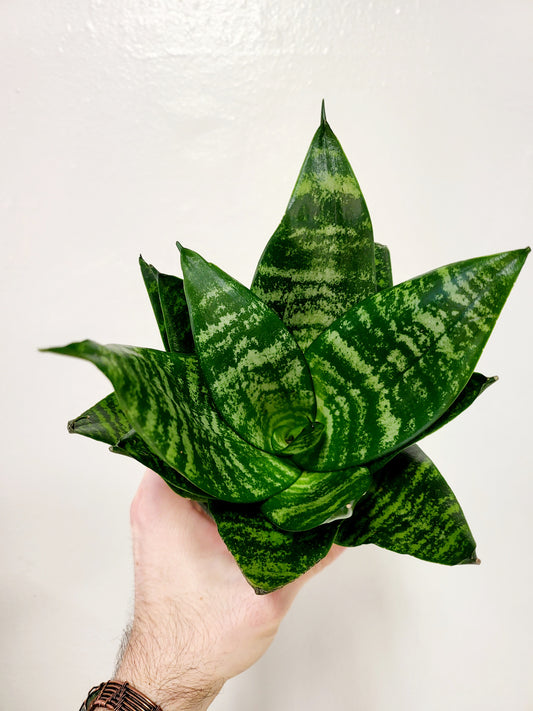 Sansevieria 'Forest Star' 4"