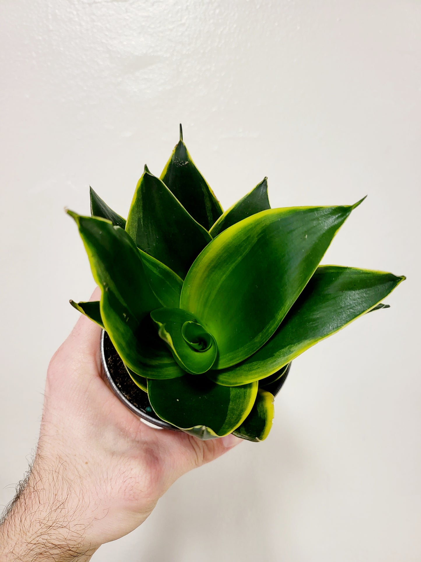 Sansevieria 'Emerald Star' 4"