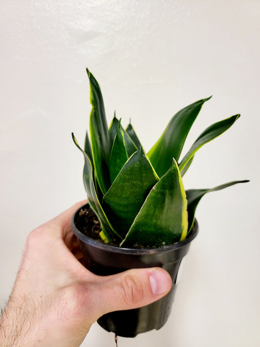 Sansevieria 'Emerald Star' 4"