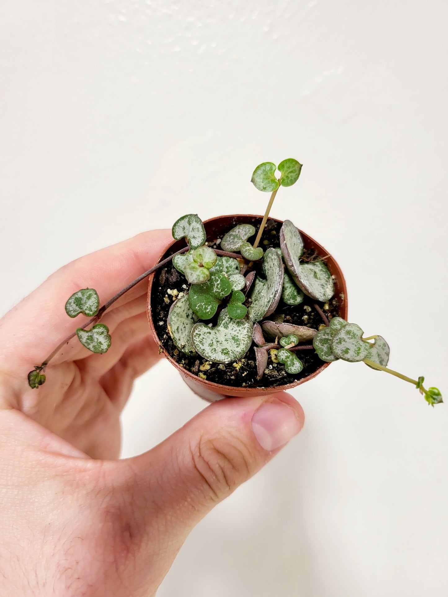 Ceropegia woodii 'Silver Glory' String of Hearts 2"