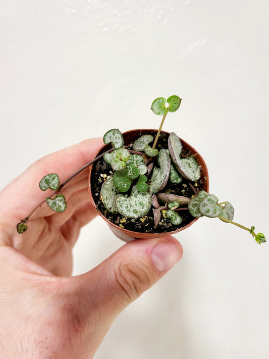 Ceropegia woodii 'Silver Glory' String of Hearts 2"
